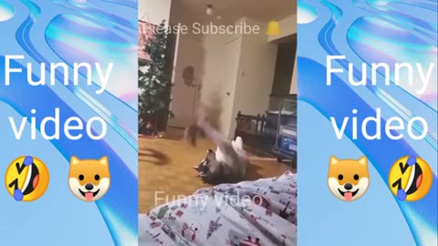 Funny cats 🐱 and kittens 🐈 videos