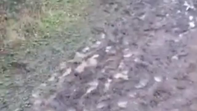 Perro jugando en el barro muestra un clásico comportamiento canino