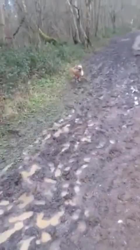 Perro jugando en el barro muestra un clásico comportamiento canino