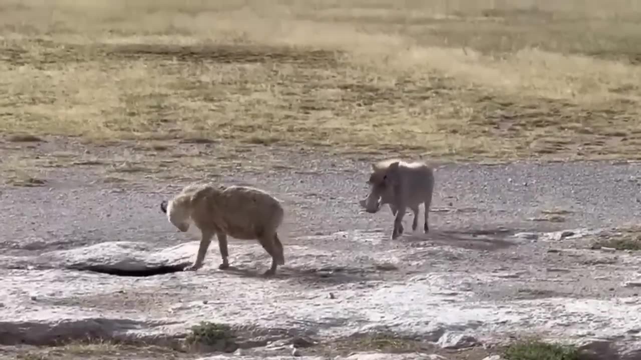 Leopard Down To Warthog's Cave To Hunt ,wildlife life