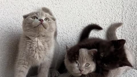 cute kittens