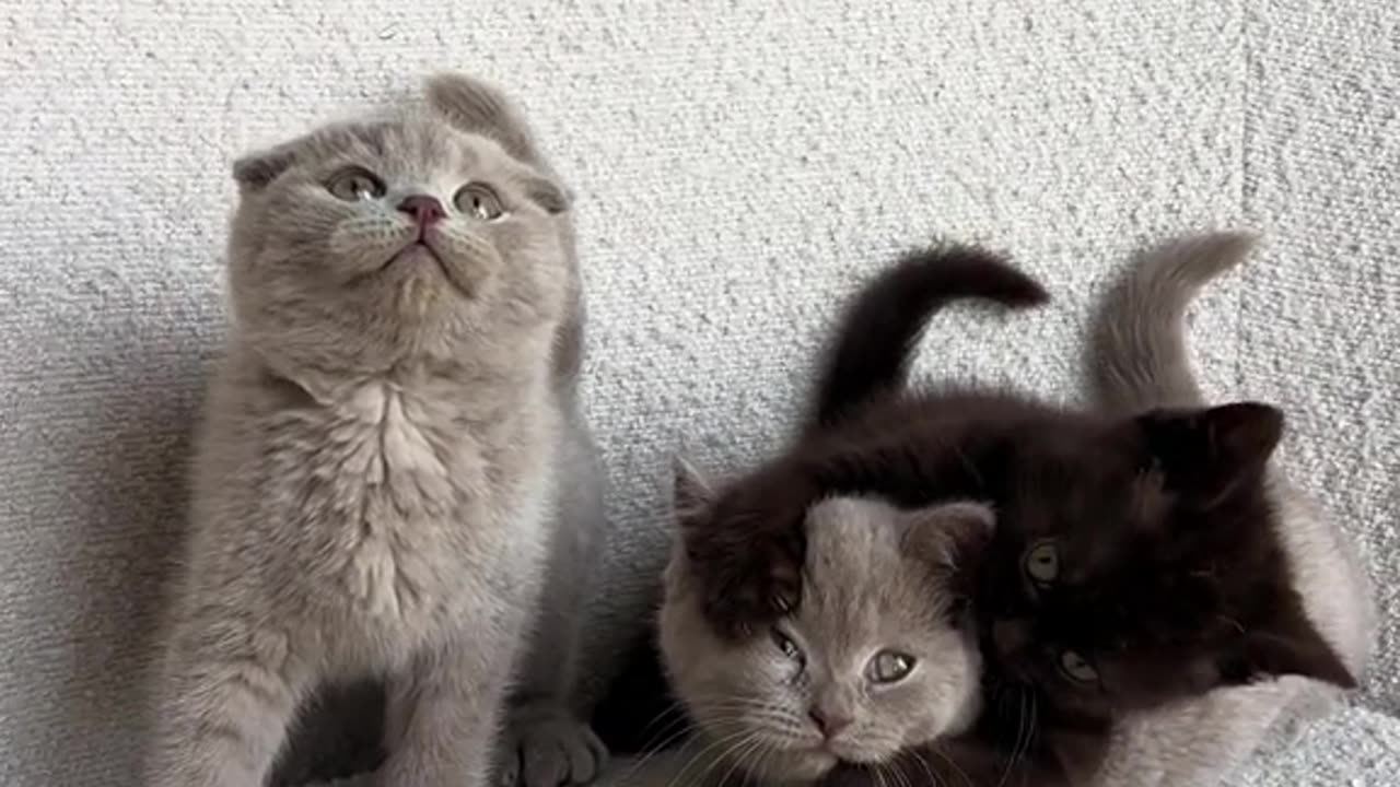 cute kittens