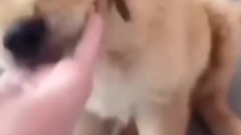 cute dogs funny video to make your day better