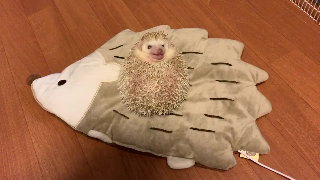 Spoiled hedgehog gets hand-fed tasty treats