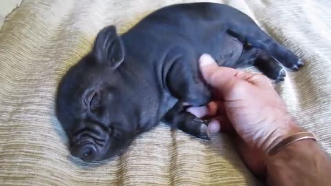 Funny black piglet