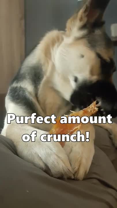 Husky/Shepherd Enjoying Beef Back Strap