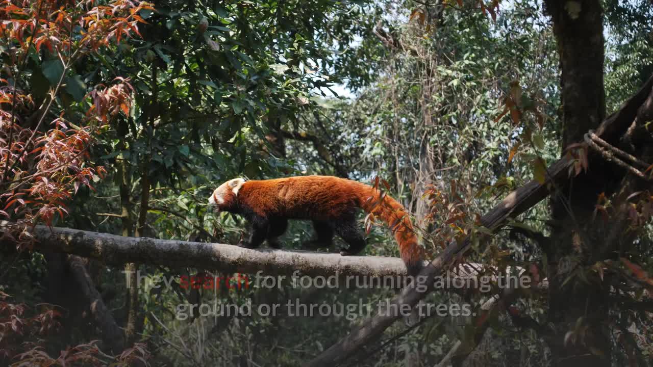 Red Panda || Description, Characteristics and Facts!