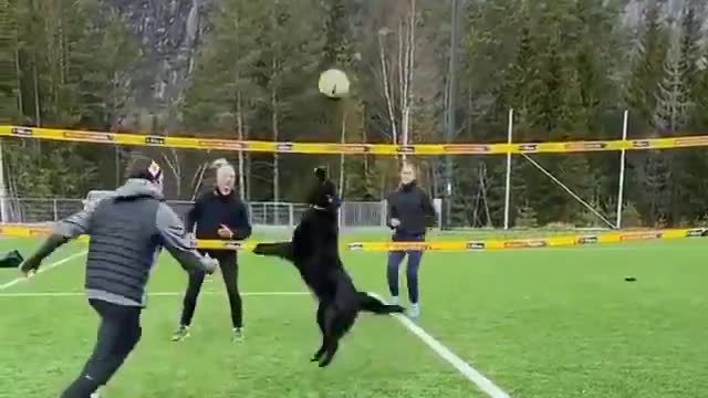 Who needs a teammate when you've got a Dog