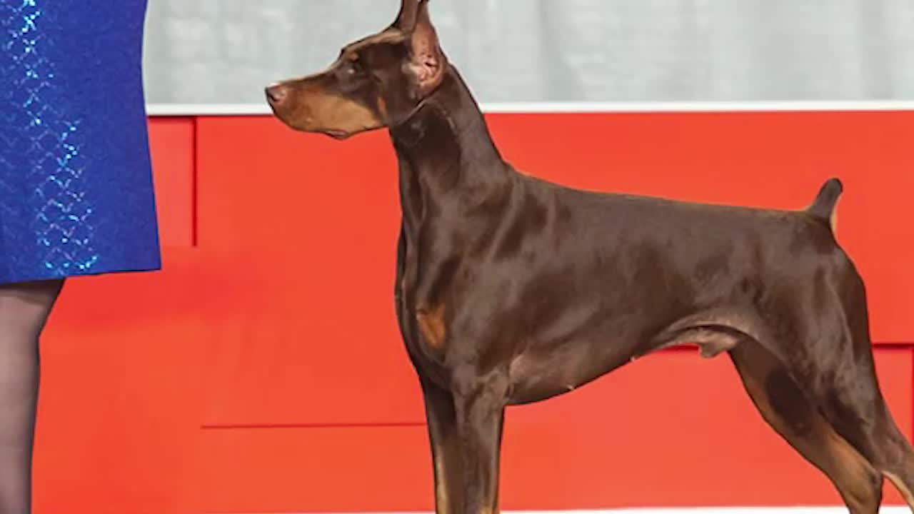 15 most dangerous dog breeds in the world