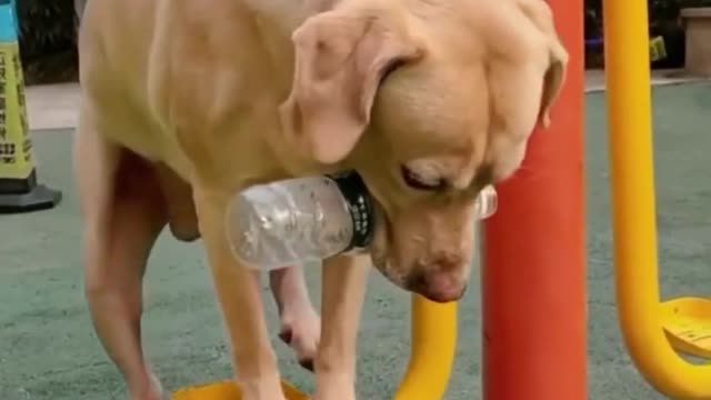 Dog funny dance video|| best fun videos for dog