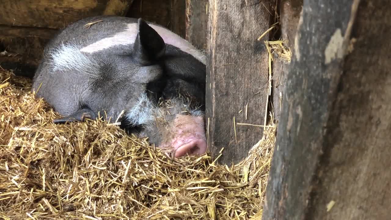 A wild boar sleeps in a cage and snores loudly