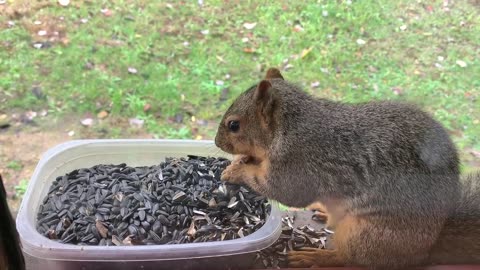 Squirrel eating sunflower seeds,,,