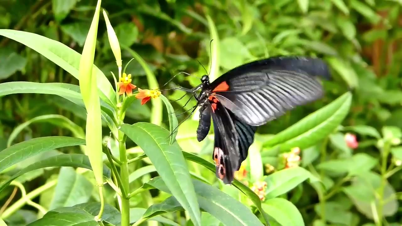 Beautiful Rainforest Butterflies