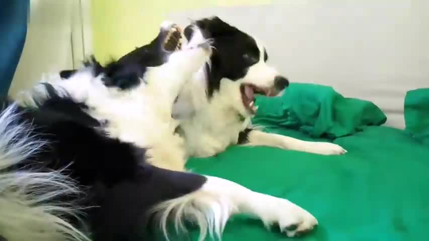 Dogs fighting together