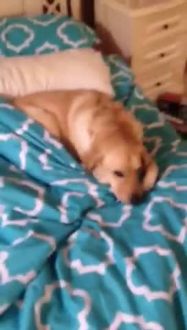 Dog Caught In Her Parents Bed