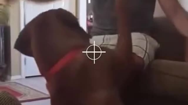 funny cat compilation #shorts #tiktok