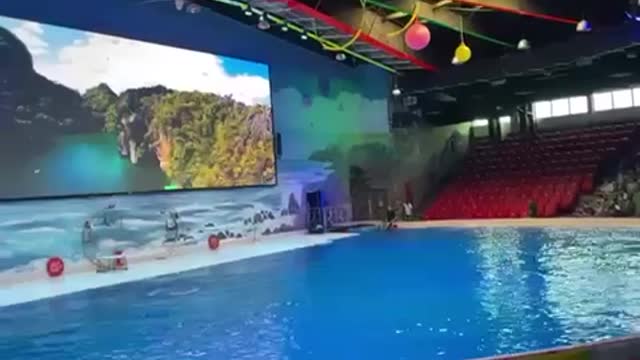 dolphin show