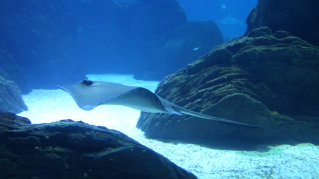 Beautiful fish with calin gmusic