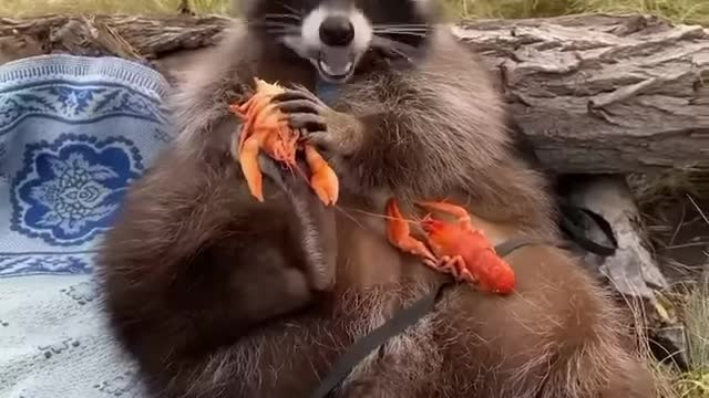 Fat Raccoon