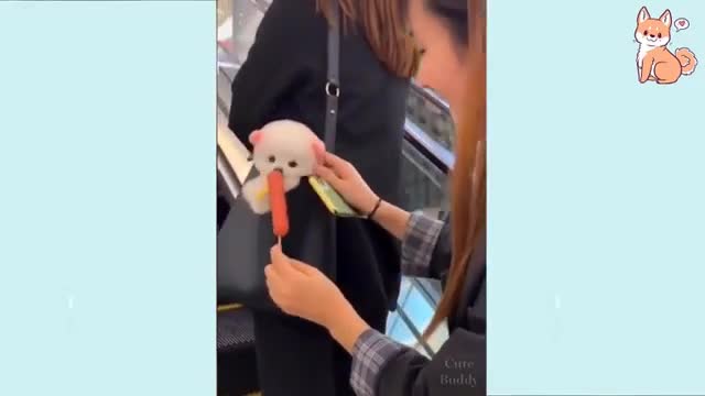 Funny Puppies Compilations, Cutiest Puppies in the world