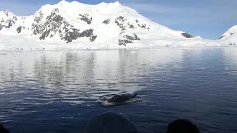 Animal materials impress tourists in the antarctic.