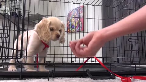 How to Crate Train a Puppy