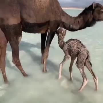 baby camel 🐫