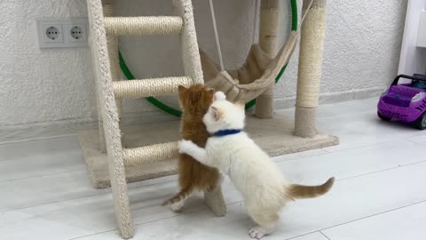 The kittens didn't share the house and started fighting