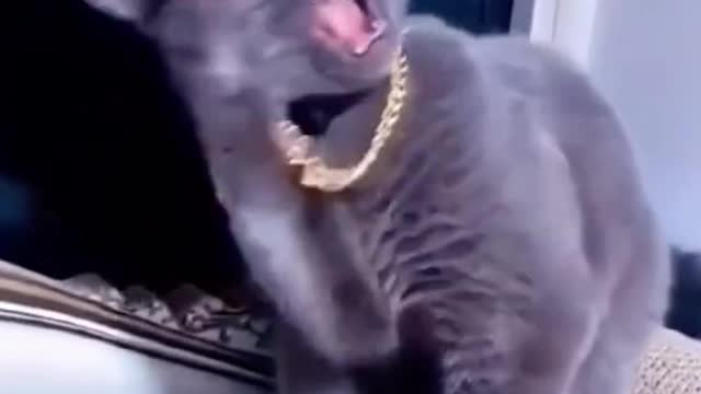 I’m dying🤣🤣🤣u must try this if you have a cat #funnyanimals