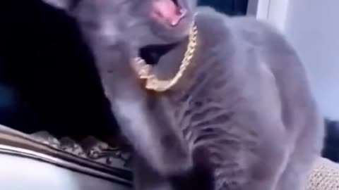 I’m dying🤣🤣🤣u must try this if you have a cat #funnyanimals