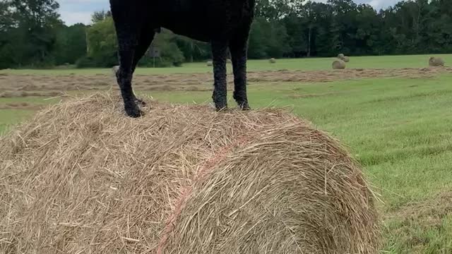 Poodle observes hayfield from atop one of the bales