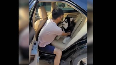 husky surprises his master😅