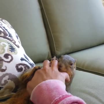 Making a squirrel laugh