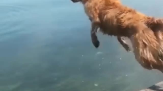 Amazing dog