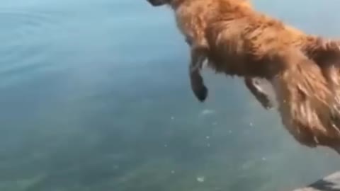 Amazing dog