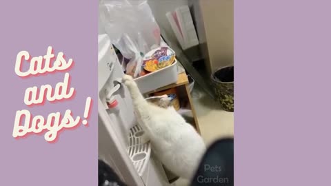 cat drinks from a water dispenser hahaha Cats and Dogs!