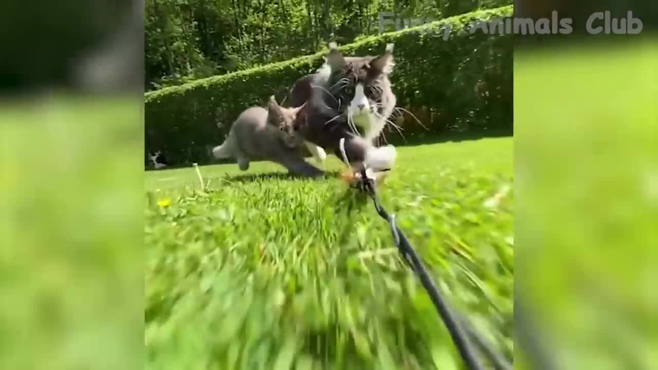 Funny Animals Compilation.