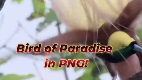 Bird of Paradise in PNG!