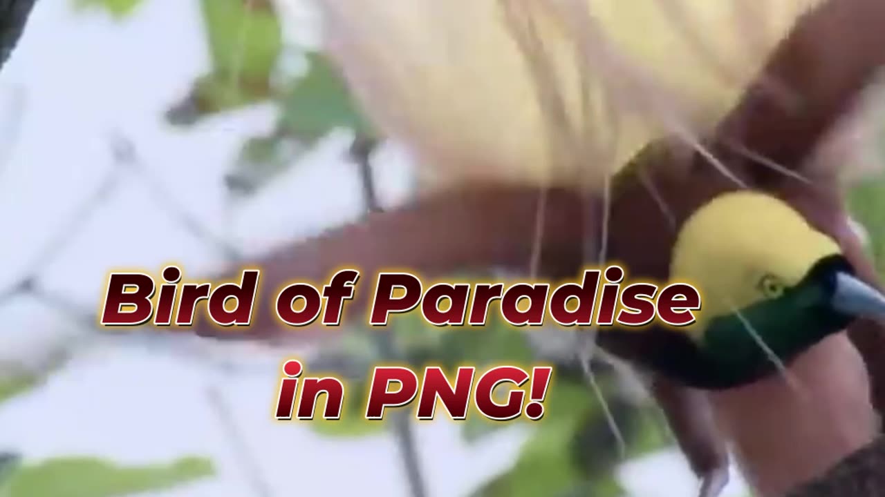 Bird of Paradise in PNG!