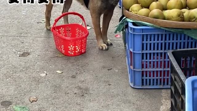 I see a cute dog going to the market