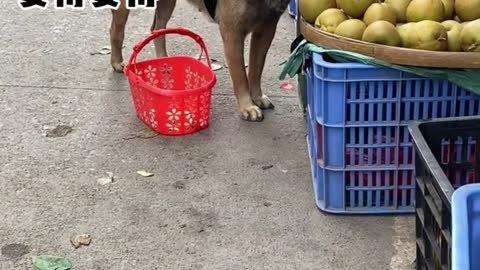 I see a cute dog going to the market