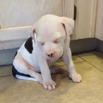 Cachorra con sueño se queda dormida sentada