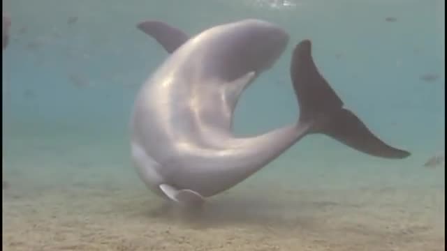 Dolphin birth