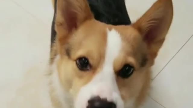 The true nature of dogs