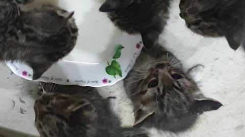 Six kittens drinking milk.