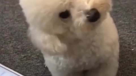 Puppy funny owo