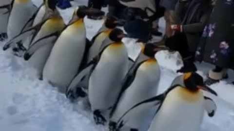 Penguins march motivated :D