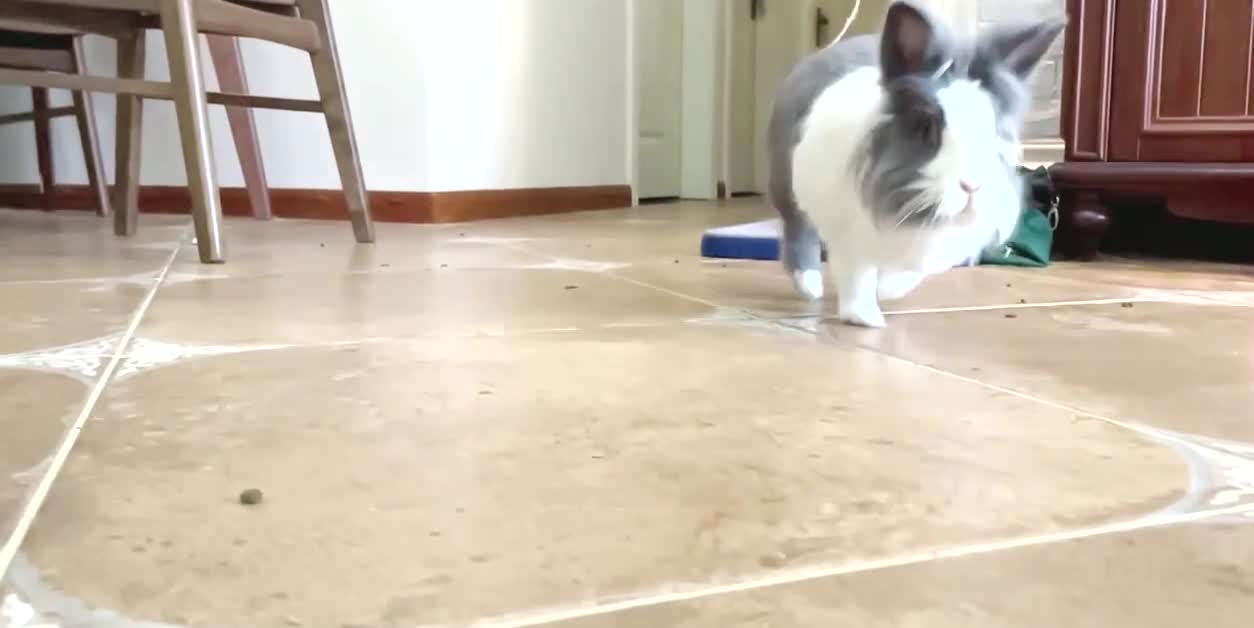 Rabbit runs like a lion !!!