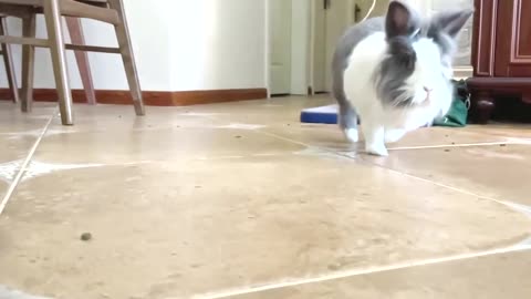 Rabbit runs like a lion !!!