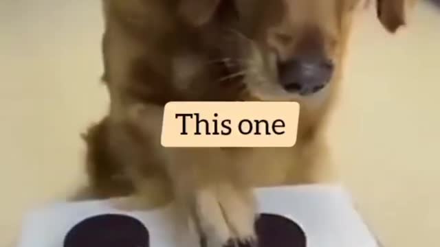 Dog playing video